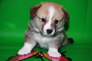 Photo №3. Welsh Corgi puppies. Russian Federation