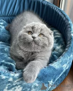 Photo №2 to announcement № 75130 for the sale of scottish fold - buy in Czech Republic breeder