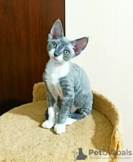 Additional photos: Devon Rex kittens for sale.