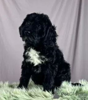 Additional photos: Portuguese Water Dog puppies