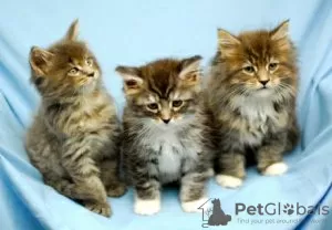 Photo №2 to announcement № 129256 for the sale of maine coon - buy in Switzerland breeder