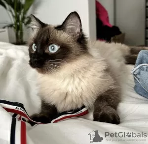 Photo №2 to announcement № 105653 for the sale of tonkinese cat - buy in United States 