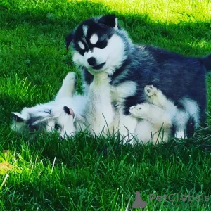 Additional photos: Siberian Husky puppy