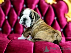 Additional photos: English bulldog babies