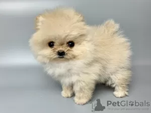 Additional photos: Pomeranian Spitz puppies.