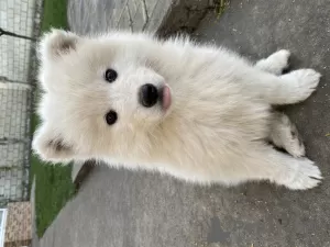 Additional photos: Samoyed puppy