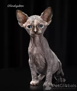 Photo №1. sphynx-katze - for sale in the city of Novosibirsk | negotiated | Announcement № 7643