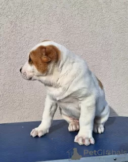 Additional photos: Central Asian Shepherd puppies