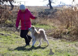 Photo №2 to announcement № 12733 for the sale of akita - buy in Ukraine from nursery, breeder