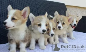 Additional photos: Welsh Corgi Pembroke puppies