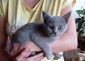 Additional photos: The British Shorthair Kittens