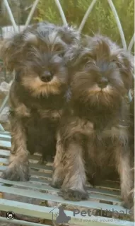 Photo №3. Miniature Schnauzer black and pepper-salt. Serbia