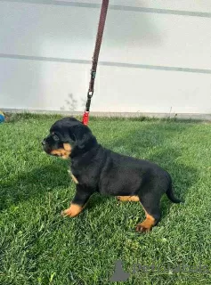 Photo №4. I will sell rottweiler in the city of Kragujevac.  - price - negotiated