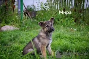 Photo №1. non-pedigree dogs - for sale in the city of Minsk | Is free | Announcement № 104269