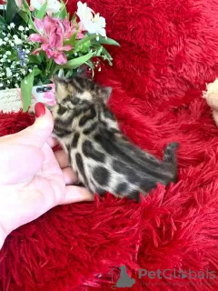 Additional photos: Bengal kittens