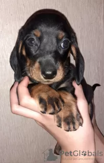 Additional photos: Purebred smooth-haired dachshund puppies