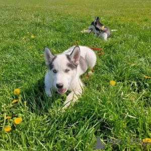 Additional photos: Siberian Husky Piebald