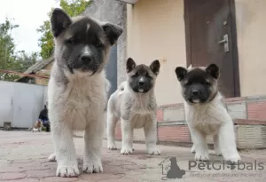 Additional photos: American Akita puppies for sale