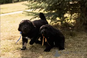 Photo №4. I will sell buryat-mongolian wolfhound in the city of Voronezh. private announcement - price - negotiated