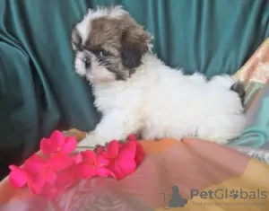 Additional photos: Shih-tzu Venda SHIH-TZU