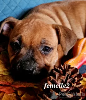 Photo №3. Staffie puppies. France