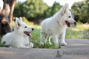 Additional photos: White Swiss Shepherd puppies for sale