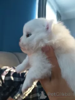 Photo №3. White and cream puppies LULU Pomeranian. Belarus