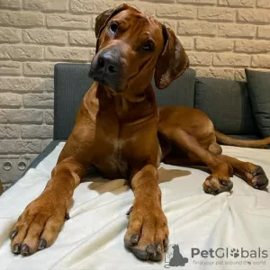 Photo №4. I will sell rhodesian ridgeback in the city of Krakow. breeder - price - 2642$