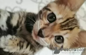 Additional photos: Bengal kittens