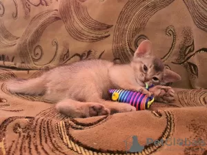 Photo №3. Selling purebred Abyssinian kittens. Russian Federation