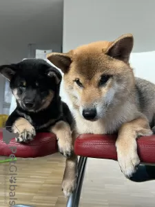 Additional photos: Shiba Inu puppies