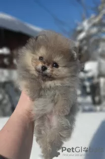 Additional photos: Pomeranian