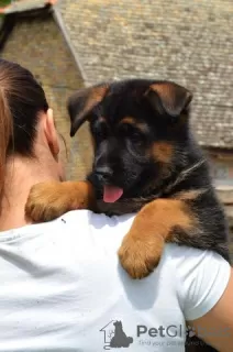 Photo №4. I will sell german shepherd in the city of Нови Сад.  - price - 1268$