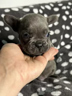 Additional photos: Stunning French Bulldog pups