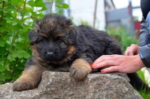 Photo №1. german shepherd - for sale in the city of Mariupol | 500$ | Announcement № 6695