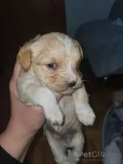 Photo №3. Yorkshire Terrier Puppes for Sale. Germany