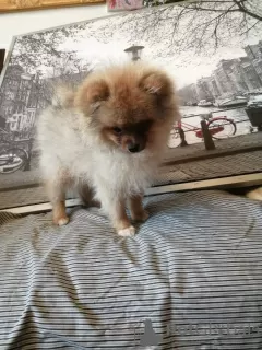 Photo №2 to announcement № 21305 for the sale of pomeranian - buy in Germany private announcement