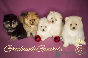 Photo №1. german spitz - for sale in the city of Cheboksary | negotiated | Announcement № 31341