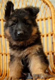 Additional photos: Long-haired German Shepherd puppies