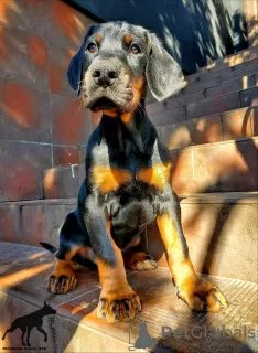 Photo №1. dobermann - for sale in the city of Suwałki | 2642$ | Announcement № 51323