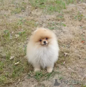 Photo №2 to announcement № 34540 for the sale of pomeranian - buy in Finland private announcement