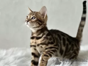 Additional photos: Gorgeous Bengal boy for breeding