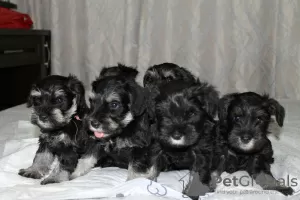 Photo №3. Miniature Schnauzer puppies. Russian Federation