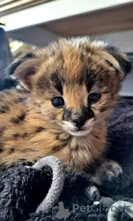 Photo №3. Savannah cats Serval and Caracal. Korea