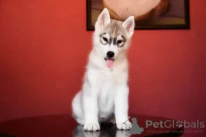 Additional photos: Boy Siberian Husky