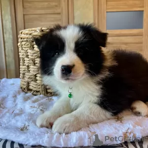 Photo №3. Border Collie puppies for sale. Russian Federation