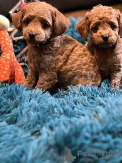 Additional photos: toy poodle puppies