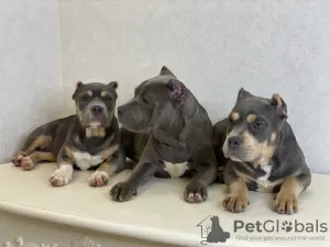 Photo №3. American Bully Girls. Russian Federation