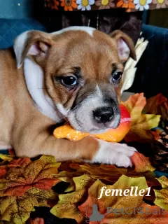 Photo №4. I will sell staffordshire bull terrier in the city of Vuillafans. breeder - price - 1691$