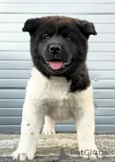 Additional photos: American Akita, new litter